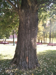 Populus