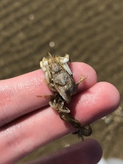 Isocheles wurdemanni