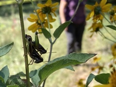 Phaedrotettix dumicola