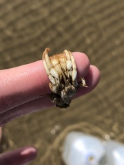 Isocheles wurdemanni