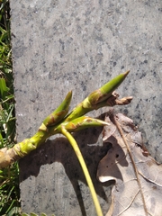 Populus