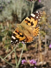 Vanessa cardui