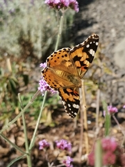 Vanessa cardui