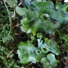 Marchantia polymorpha