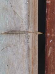 Musonia remota