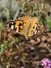 Vanessa cardui