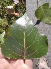 Populus