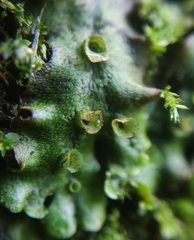 Marchantia polymorpha