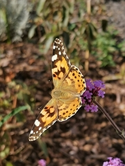 Vanessa cardui