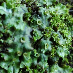 Marchantia polymorpha