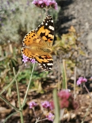 Vanessa cardui