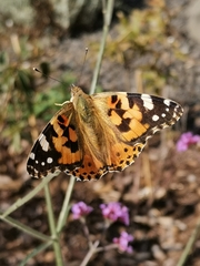 Vanessa cardui