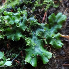 Marchantia polymorpha