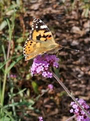 Vanessa cardui