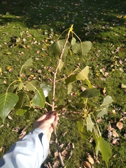 Populus