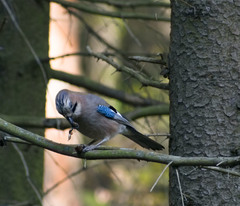 Garrulus glandarius
