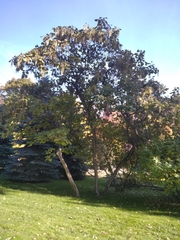 Catalpa