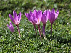 Colchicum speciosum