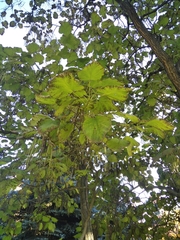 Catalpa