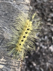 Acronicta
