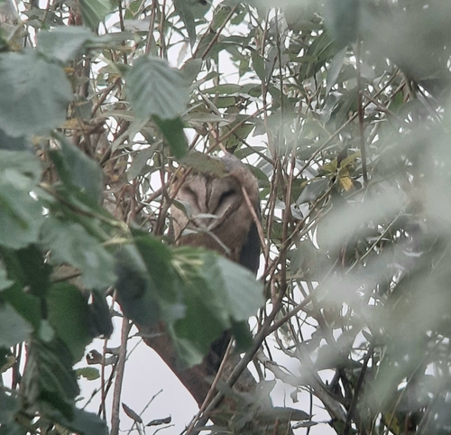 Western Barn Owl, 1795 De Cocksdorp, Nederland, photo 9 of 10