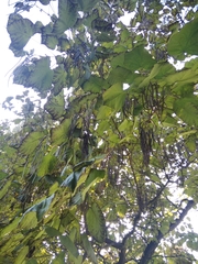 Catalpa