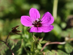 Geranium psilostemon