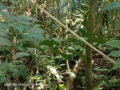 Drupadia ravindra moorei