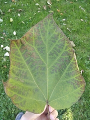 Catalpa