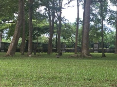 Phasianus colchicus formosanus