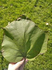Catalpa