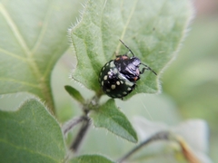 Nezara viridula