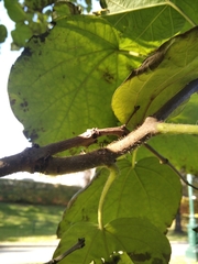 Catalpa