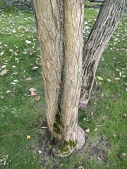 Catalpa