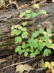 Thalictrum thalictroides