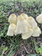 Leucocoprinus flavescens