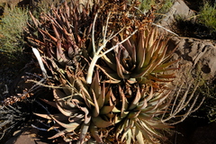 Aloe falcata