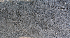 Anteaglonium globosum