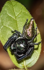 Parnaenus