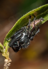 Parnaenus
