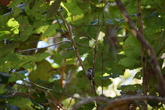 Dryobates pubescens image