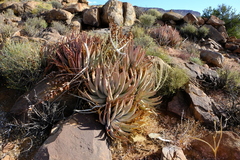 Aloe falcata