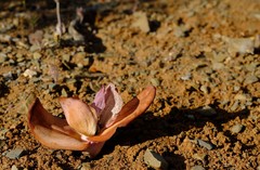 Colchicum coloratum