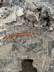 Scolopocryptops rubiginosus