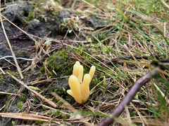 Clavaria argillacea