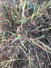 Digitaria cognata