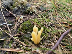 Clavaria argillacea
