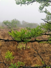 Vachellia natalitia