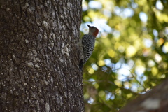 Melanerpes carolinus image