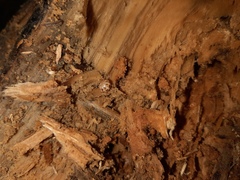 Glomeridae